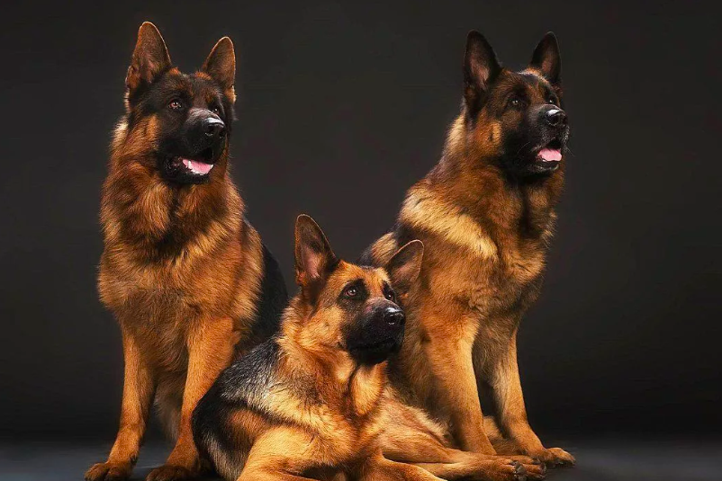     Немецкая овчарка и восточноевропейская овчарка: сравнение пород