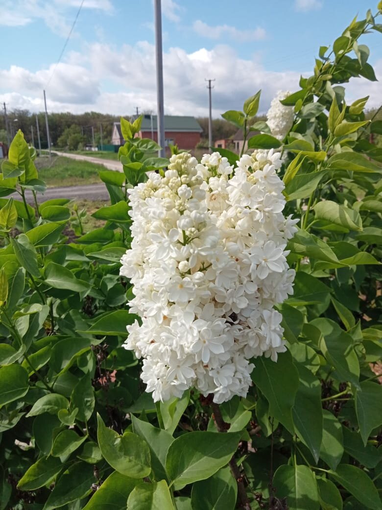 Фото автора. Сирень 1 мая 2023 год