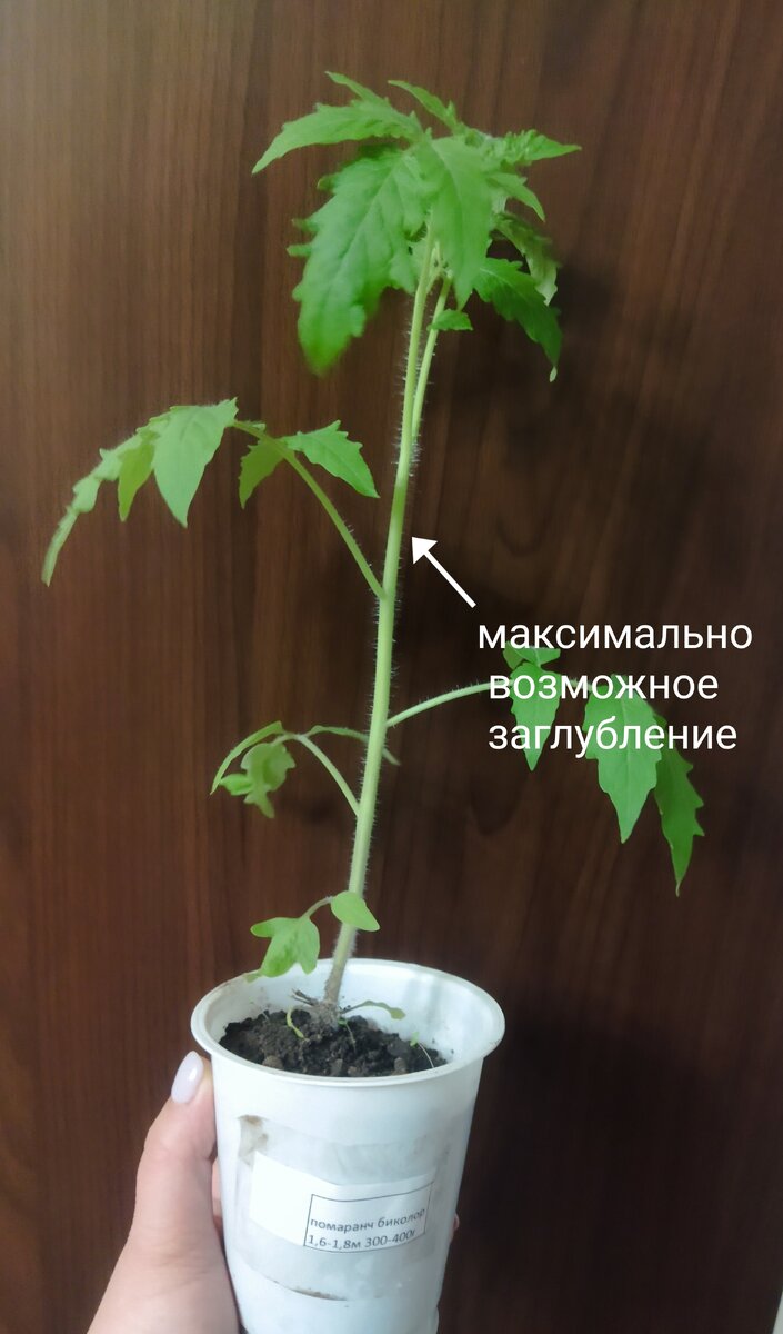 Томат для ОГ... Надо бы пересадить сейчас, да не во что пока..