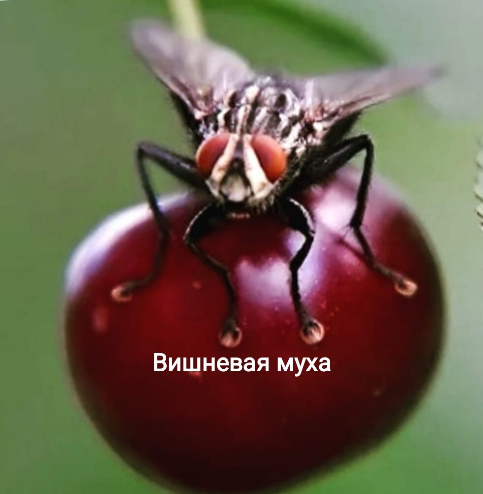 Враг, который атакует, когда никто не ждёт: как защитить вишни от ...