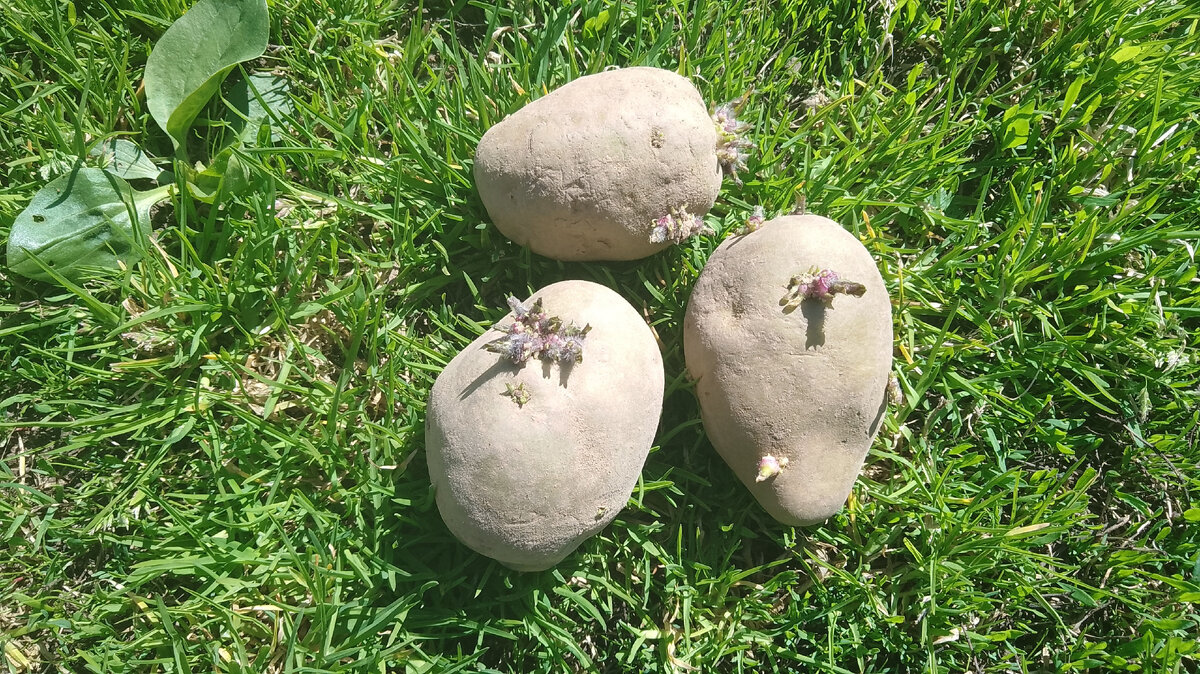 Наш семянной картофель