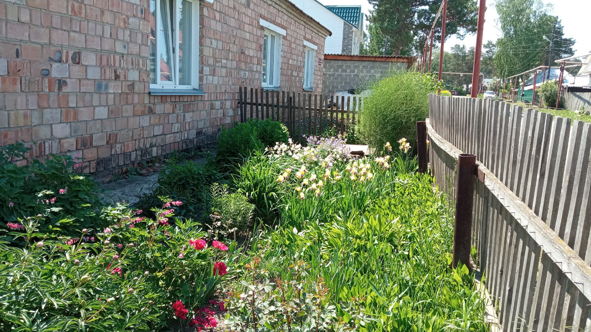 Надеюсь застать цветение пионов, очень их люблю.
