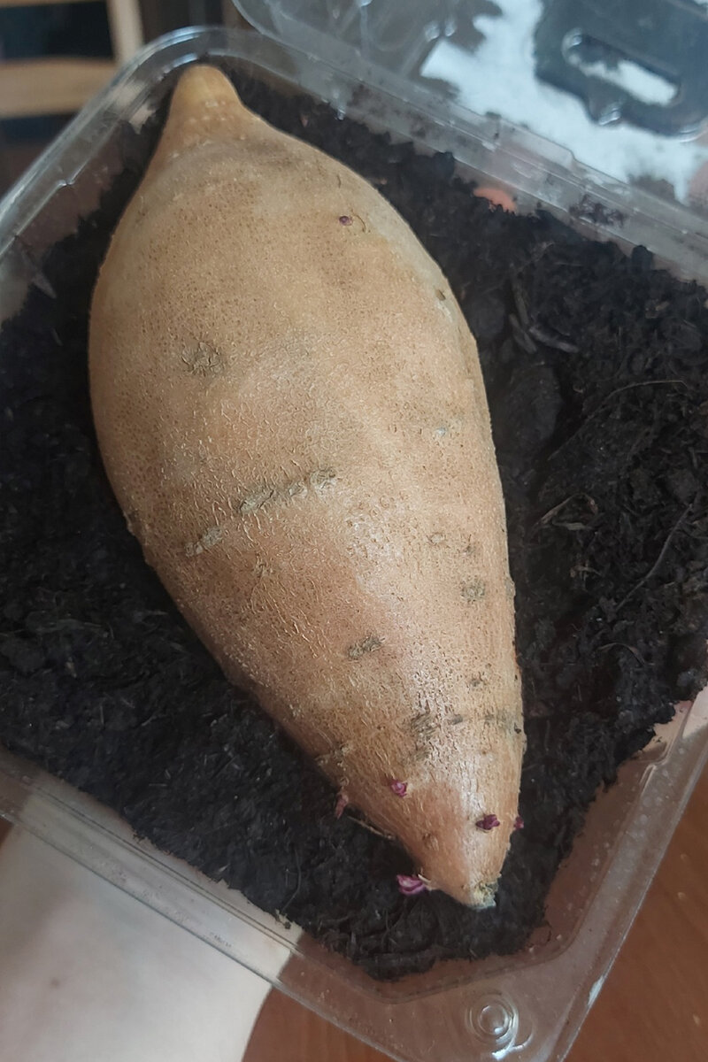 Батат. 2 месяца.