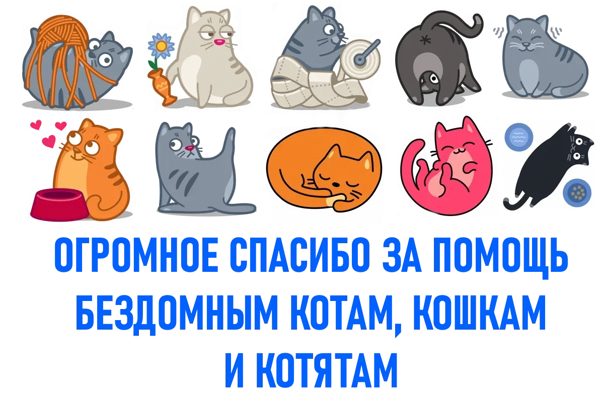 Привет из дома от котенка Кабачка, которого кто-то в прошлом осенью 2022  кто-то оставил у сельского магазина. Я забрала и нашла дом | Animalrescueed  | Дзен