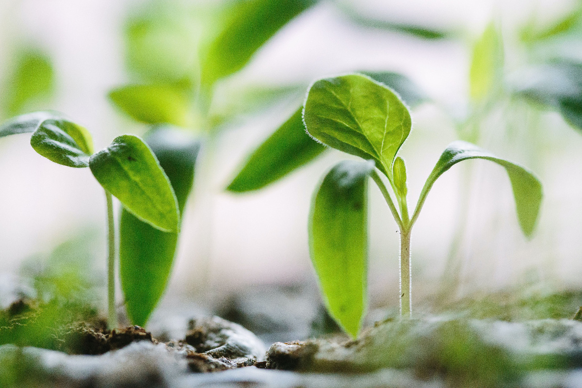 Подкормка нужна растениям