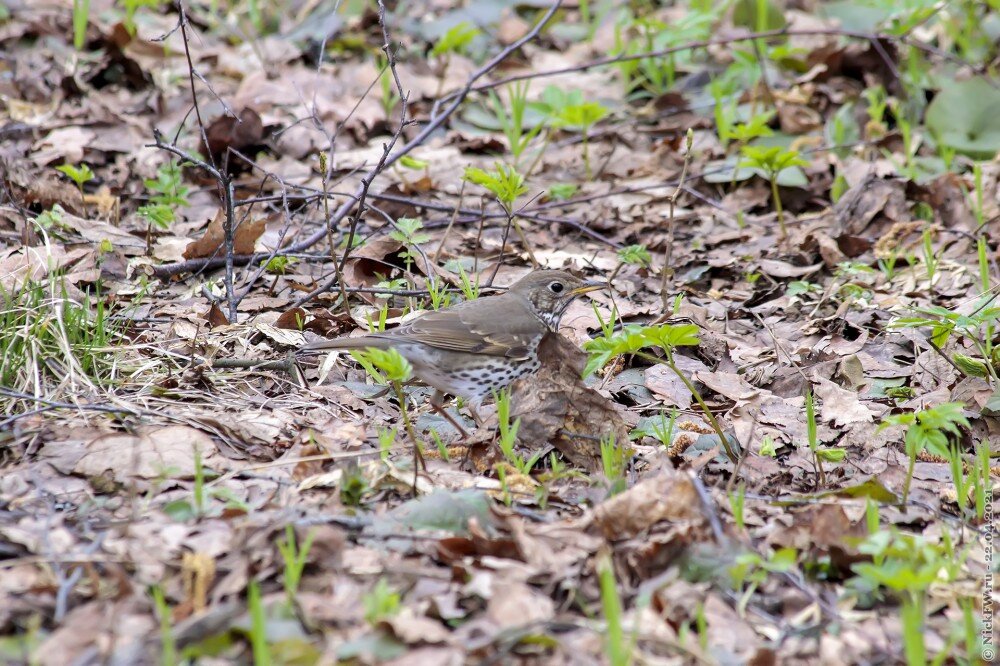 2. Певчий дрозд в Мещерском парке © NickFW.ru — 22.04.2021г.