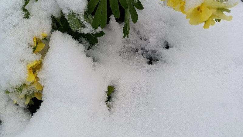     Цветы в снегу. Алтайский биосферный заповедник / Марьяна Лукашева