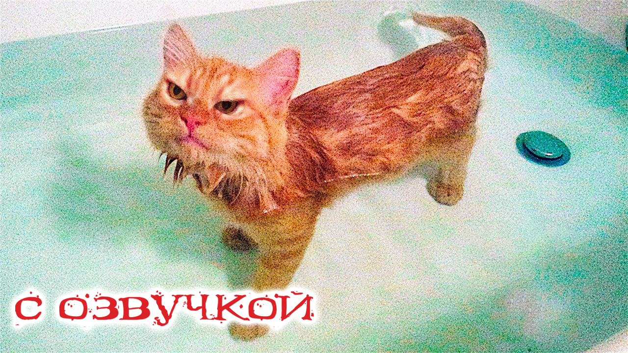 Приколы с котами с озвучкой! Смешные коты! Самые Смешные животные! ДО СЛЁЗ!