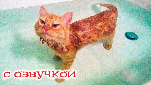 Приколы с котами с озвучкой с момо