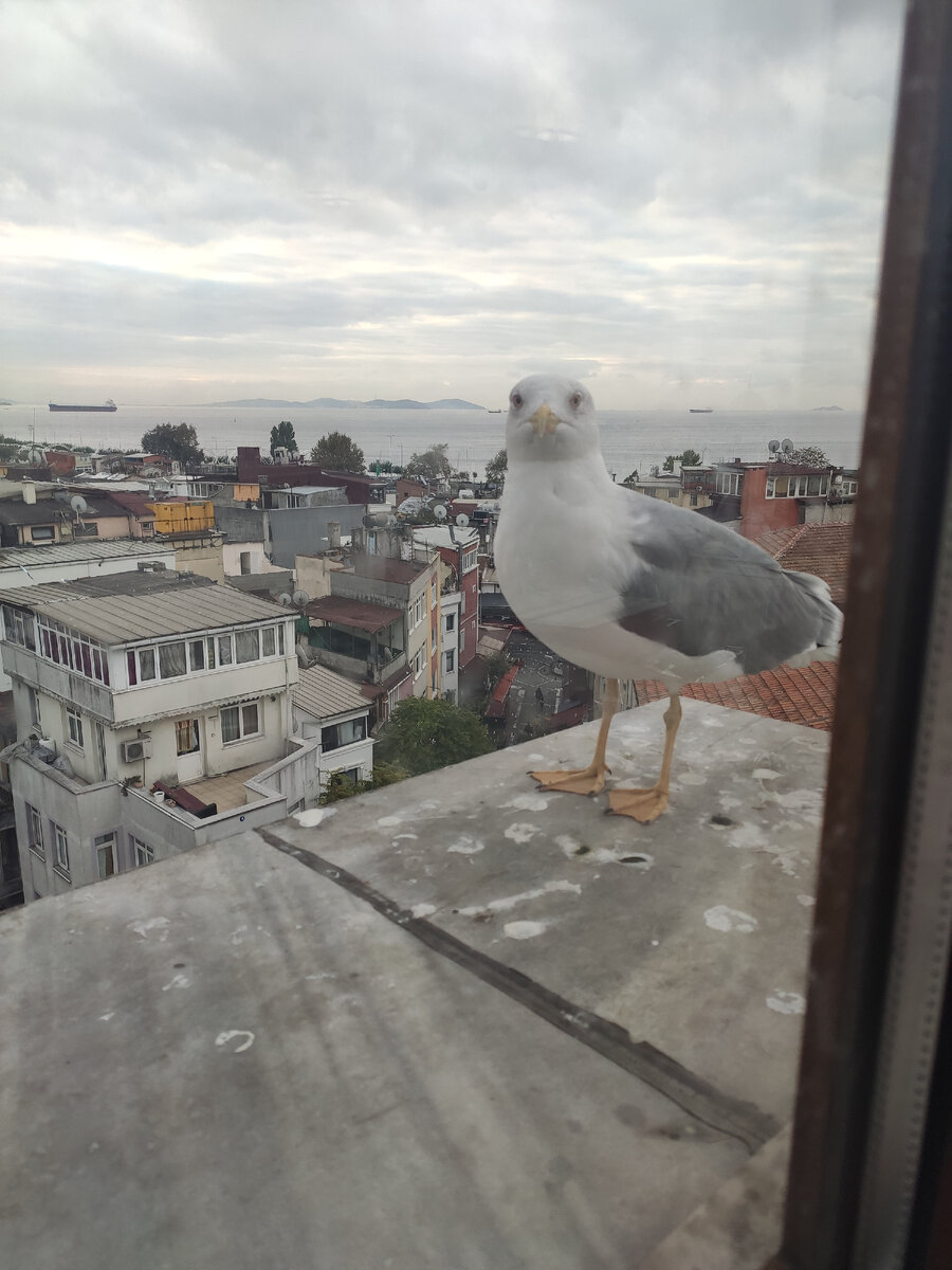 Возможно это была одна и та же чайка?