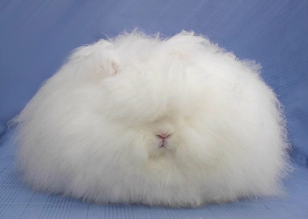 Rabbit fur