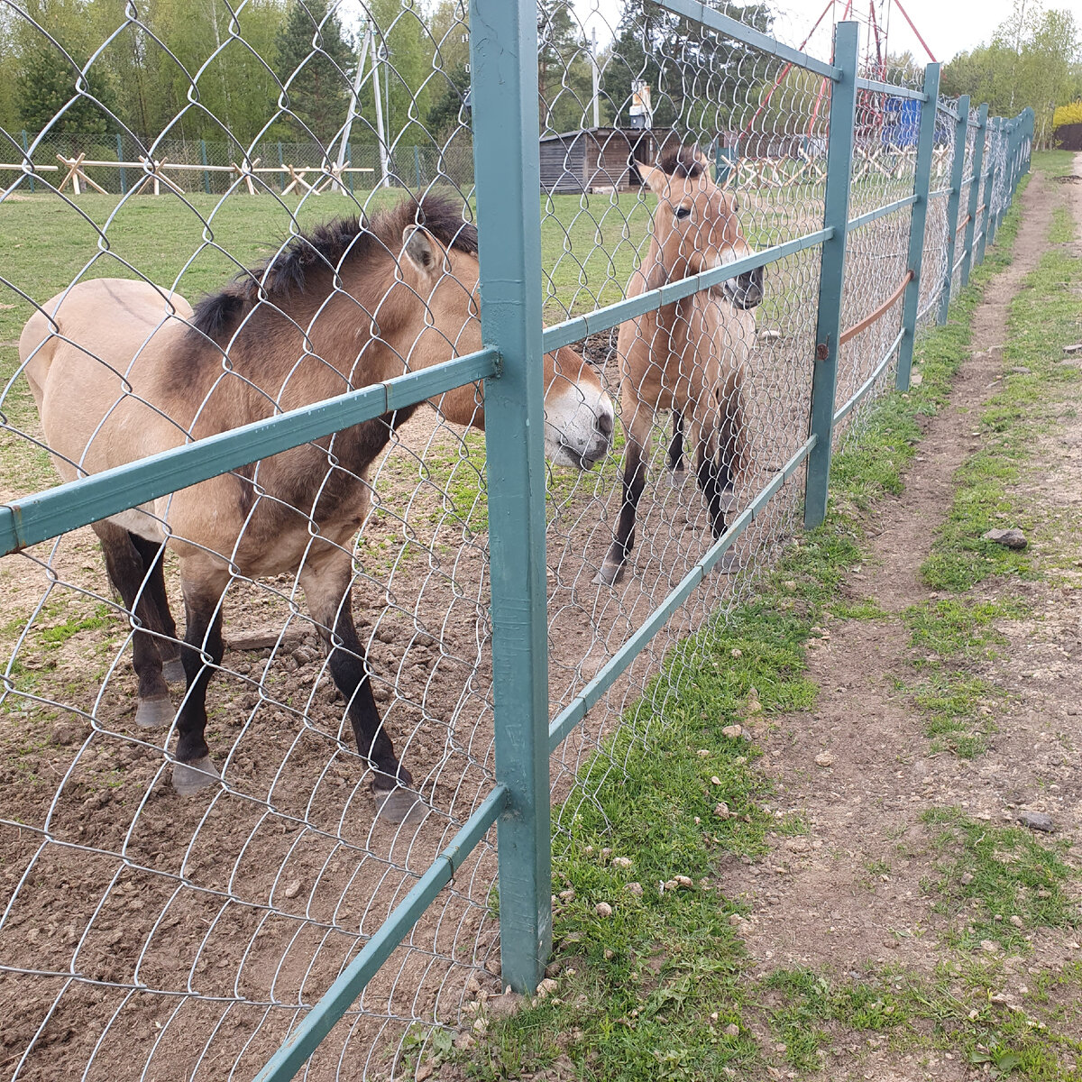 Лошади Пржевальского.