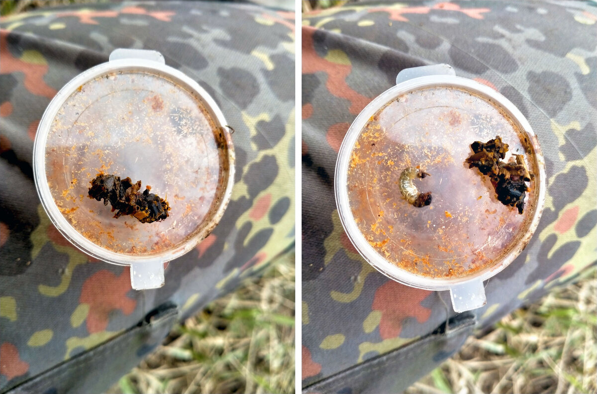 Ручейник в домике и без