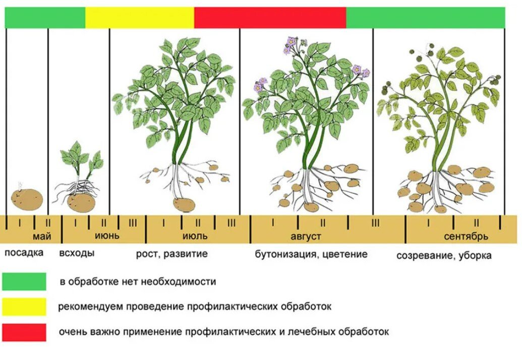 Сколько дней вырастают. Фенологические фазы картофеля. Фенологические фазы развития томатов. Период вегетации картофеля. Фазы созревания картофеля.