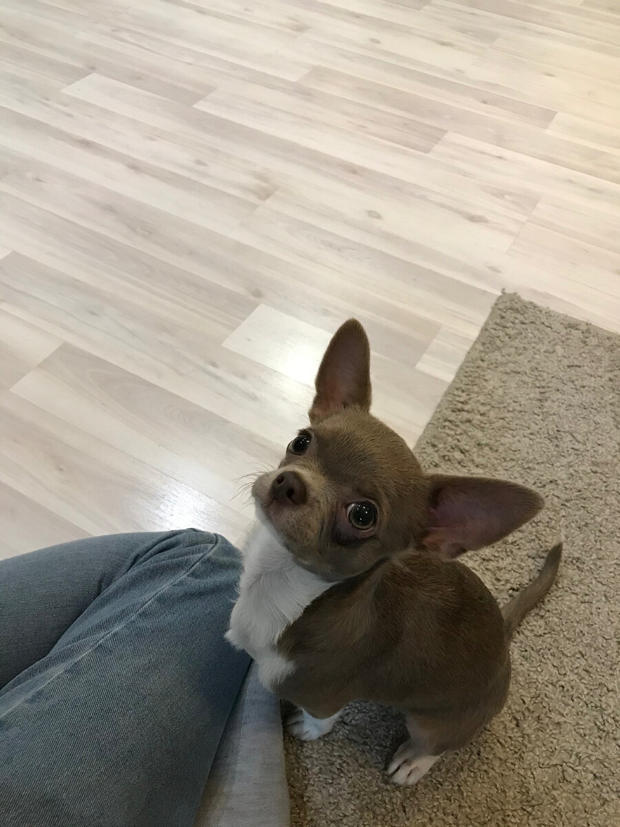 И снова Дени. Звезда моего канала. Просит вкусняшку. Тут ещё он маленький и не толстый. 