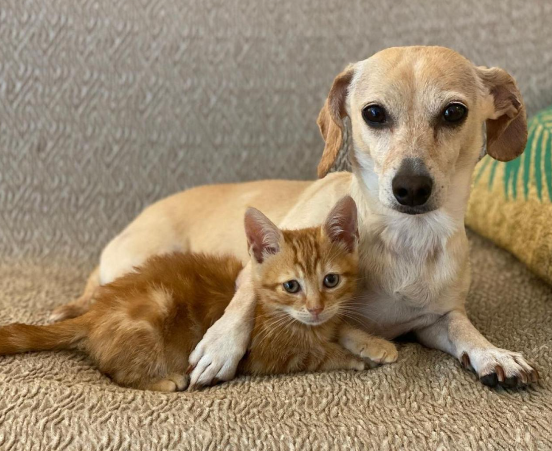 Постепенное знакомство