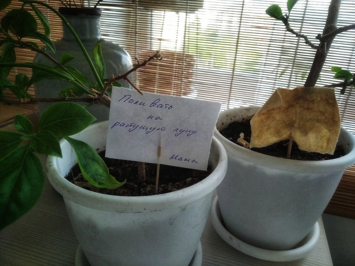 Наверное бумажку в соседнем горшке тоже на растущую луну поливали... 