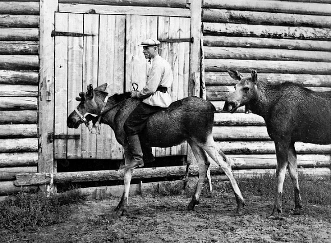 Е.П. Кнорре на одомашненном и приученном лосе