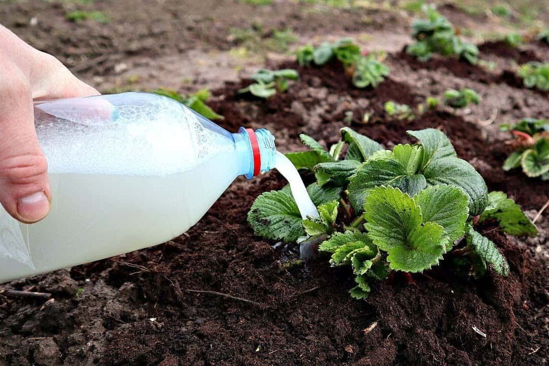 Почему дрожжи полезны для растений? 