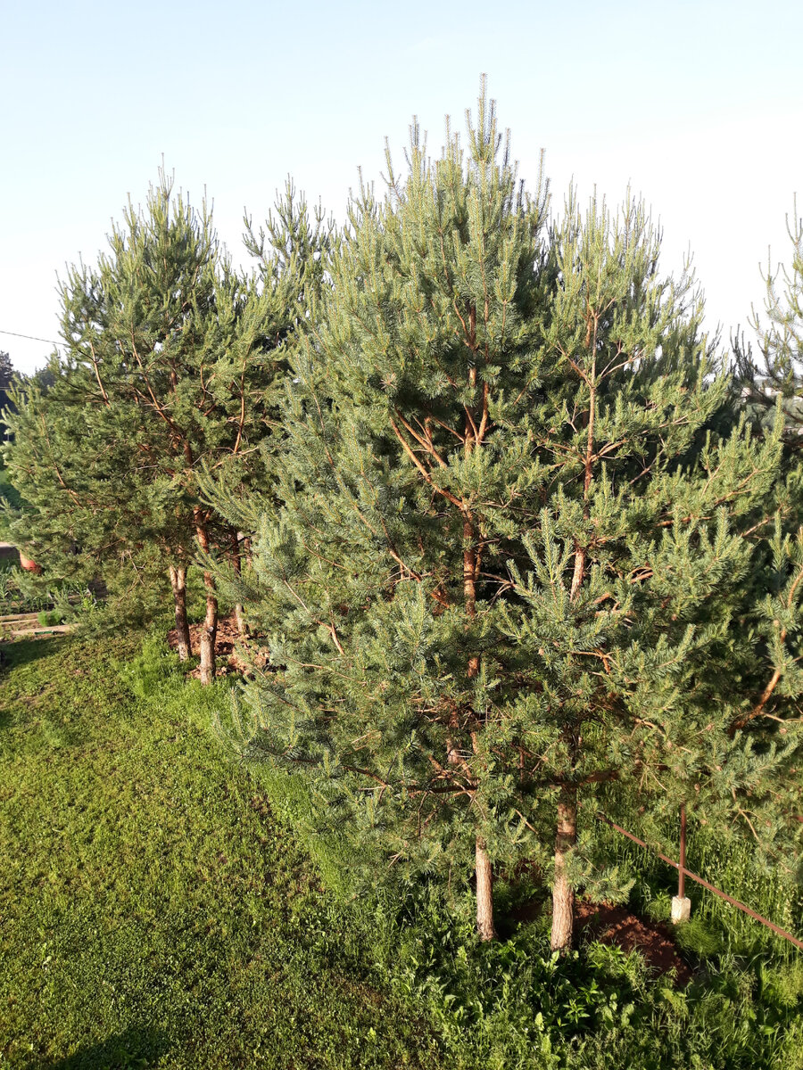 The pine on the plot is an ideal forest area in the garden. But, unfortunately, 