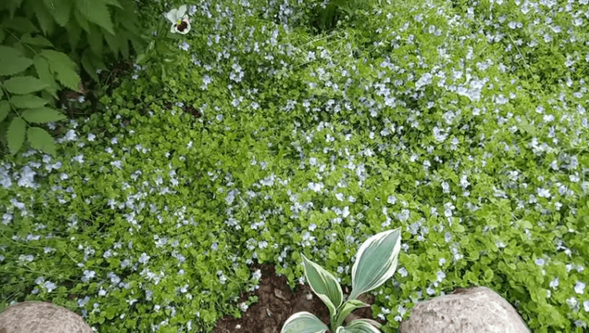 Неприхотливый газон без стрижки и удобрений. Креативный газон не требует усиленного ухода - стрижки, регулярного полива.