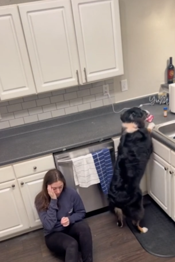 Источник фото: https://www.newsweek.com/service-dog-stuns-internet-saving-owner-1792516