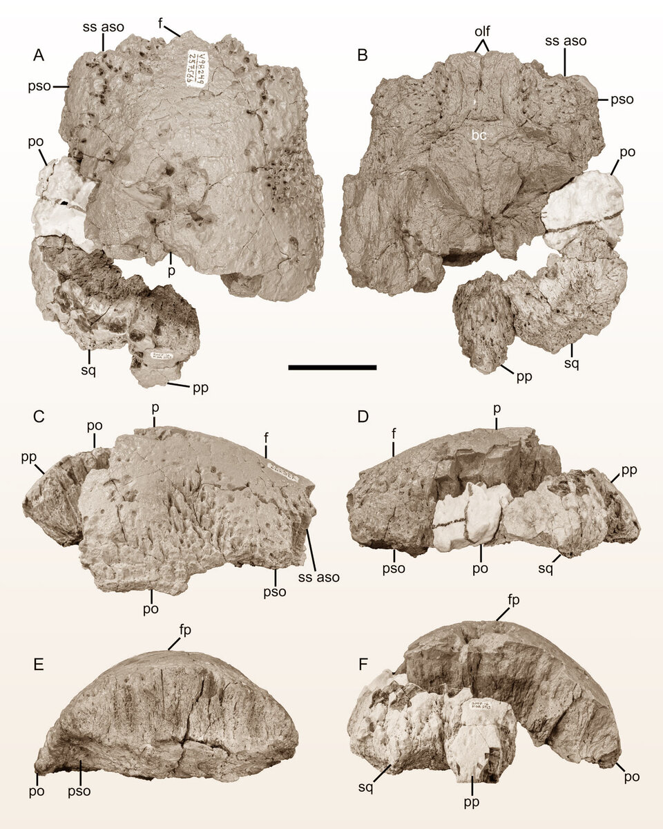 Голотип Platytholus clemensi. Масштабная линейка – 5 см. Изображение предоставлено: Horner et al., doi: 10.1080/02724634.2023.2190369.