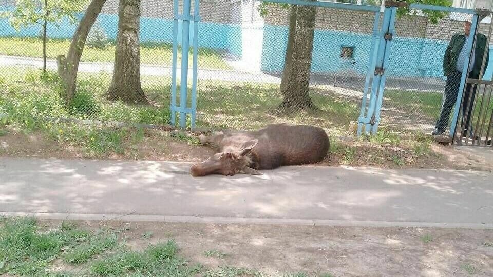     Лось, зашедший в Ижевск из леса, наскочил на забор и погиб. Власти региона сообщили, что жители могут без опаски покупать продукцию удмуртских птицефабрик. А что касается роста цен, то больше всего подорожали капуста, лук и морковь. Udm-info подводит информационные итоги четверга, 18 мая.