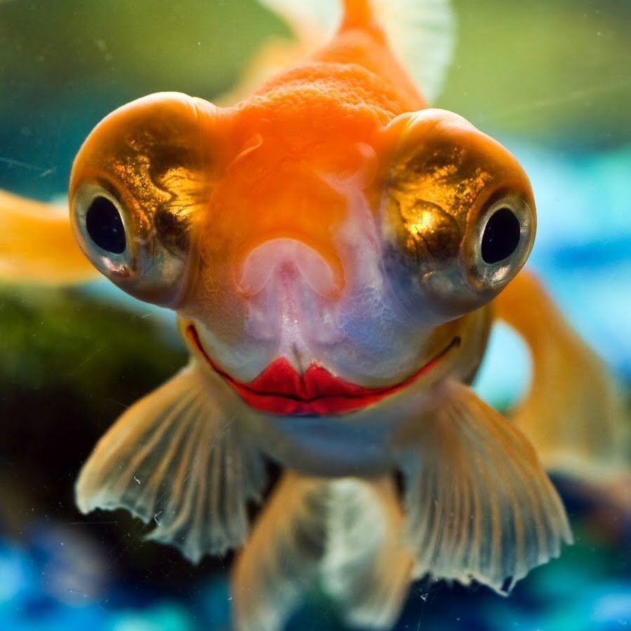 Тест из 10 вопросов. Насколько хорошо вы знаете животный мир? Часть 3 ...