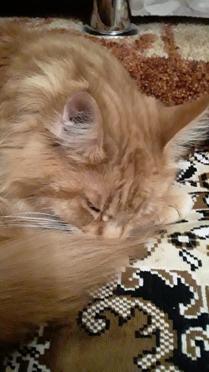 " Сплю я, сплю!"