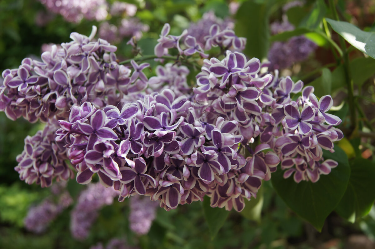 Сирень "Сенсация"