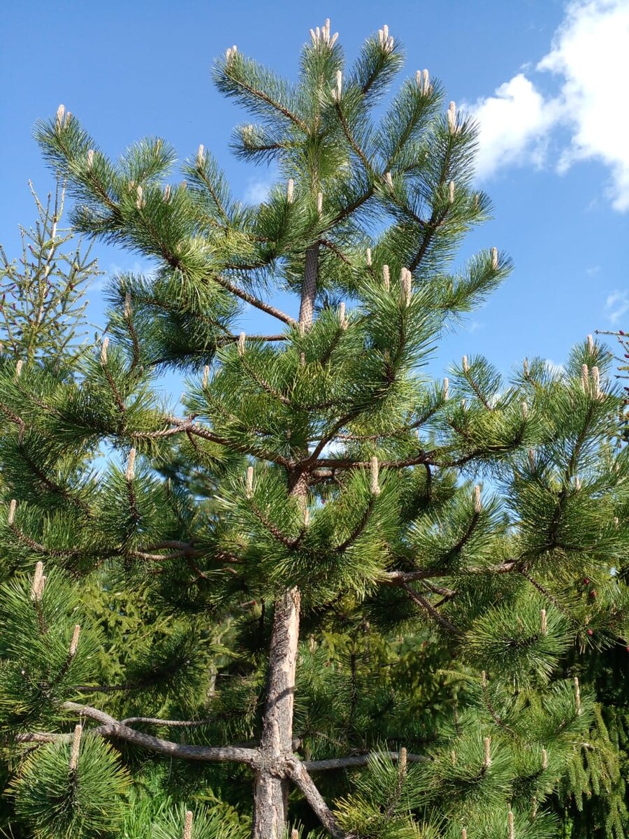Цветение ели