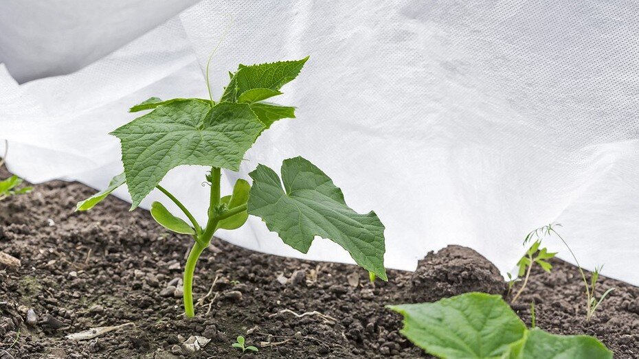 ShutterStock/Fotodom.ru 