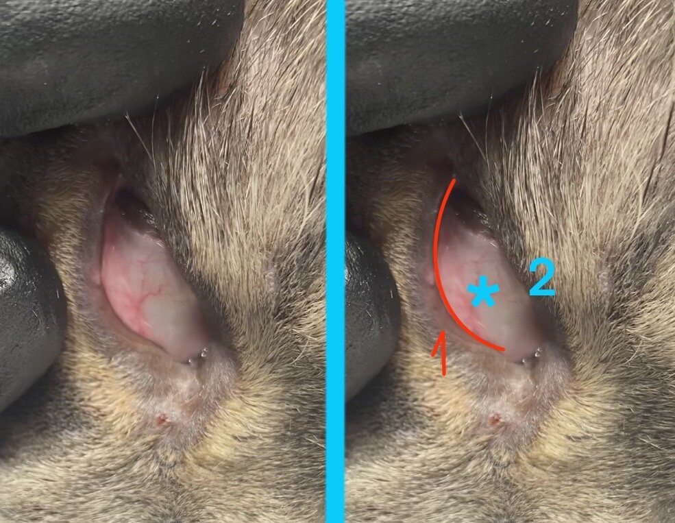 Здесь та же кошка, что и на первом фото, просто я немного оттянул веко назад (расправил его), и сразу мы видим край века (цифра 2), который завернулся. Под номером 2 отмечено третье веко.