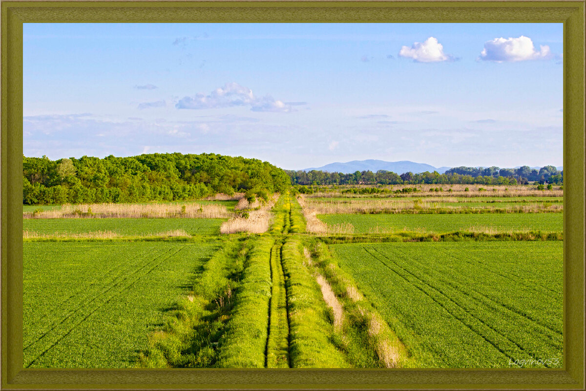 Рисовая система у станицы Елизаветинской 