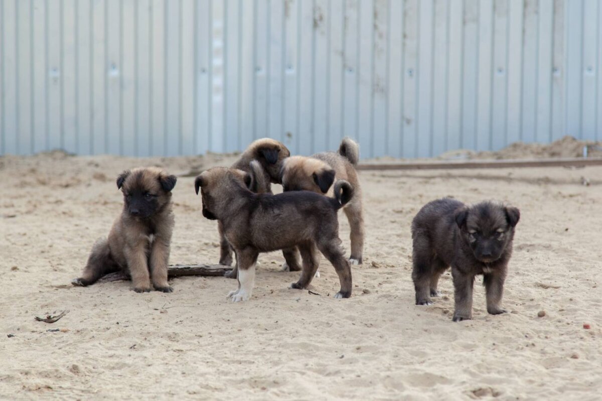    В Нижневартовске продолжается акция «Ласковый май - собаку забирай»