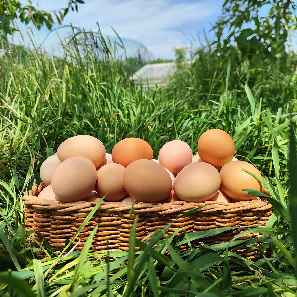 Куриные яйца от наших курочек