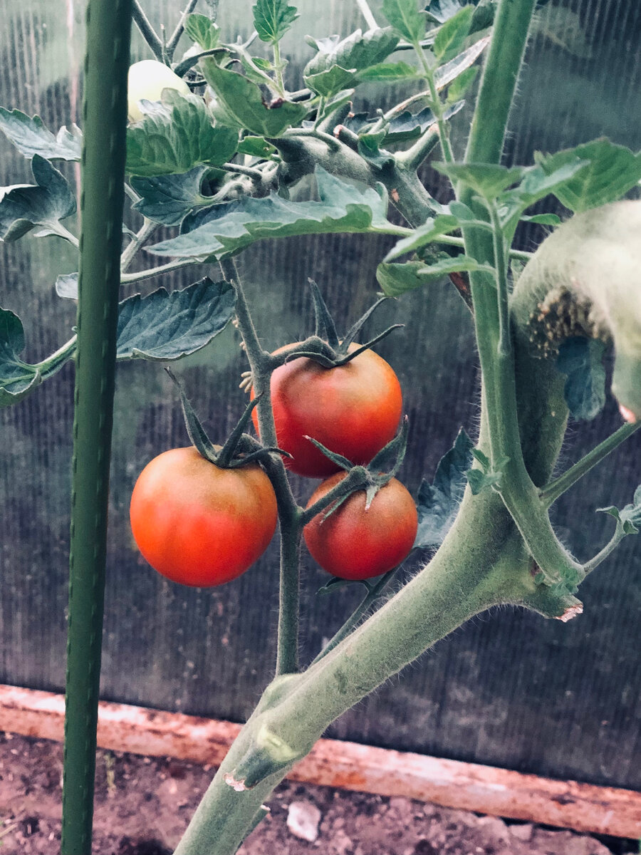 На салат хватало, но это того не стоило.