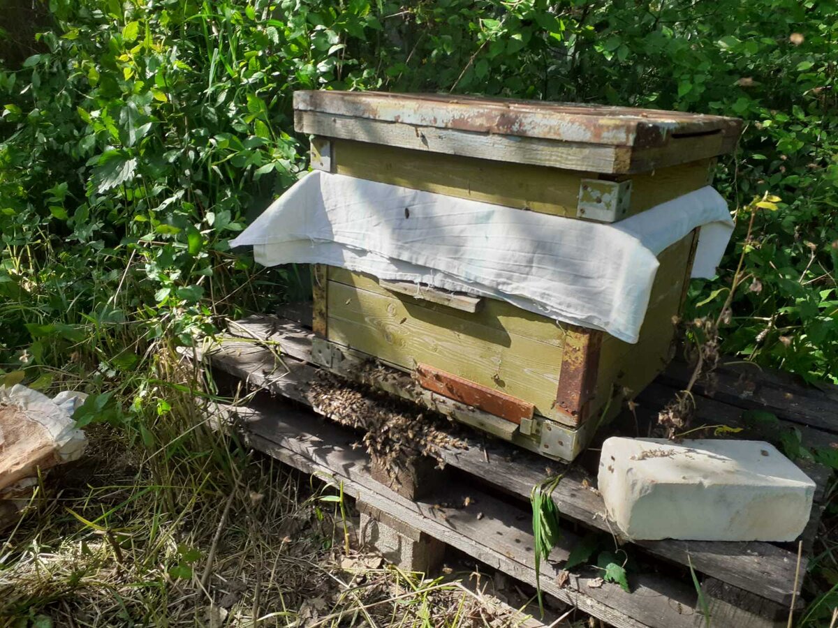 Наш маленький улей на 12 рамок. 