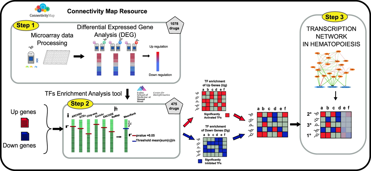 Рис. 1 Transcription Factor Activation Profiles (TFAP) identify compounds promoting differentiation of Acute Myeloid Leukemia cell lines Источник https://www.nature.com/articles/s41420-021-00811-7#Abs1