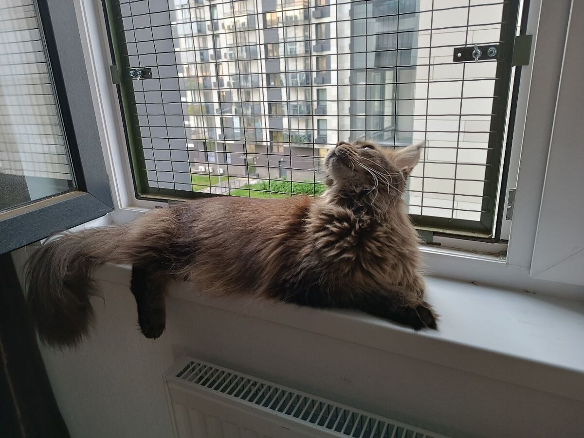 Главная радость моя сейчас. Интересное нюхать и вниз смотреть