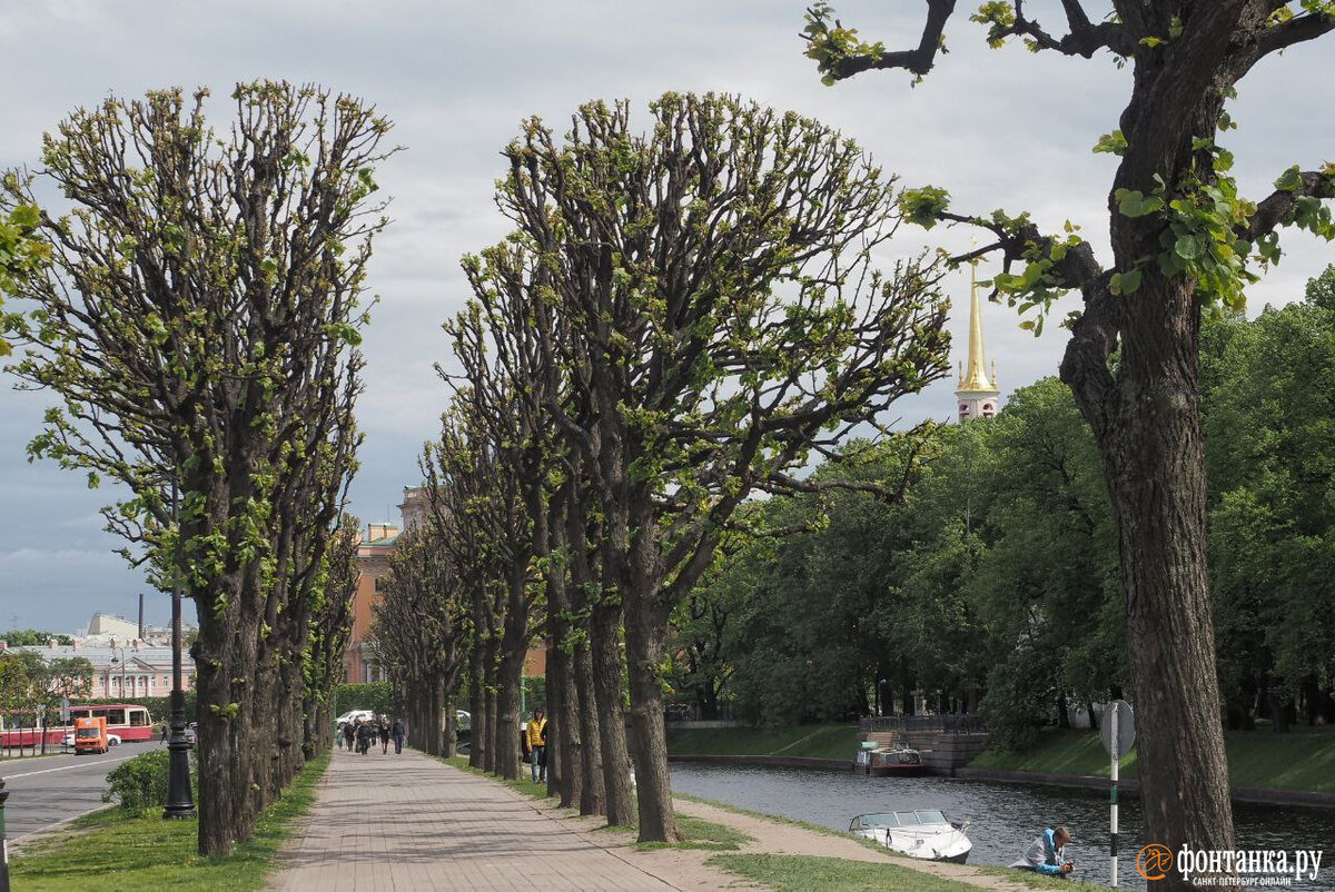 Деревья петербурга