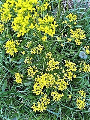 фото автора. Печаль.