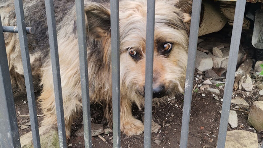 Эту собаку ее хозяева - граждане Украины - бросили на участке год назад. Сами уехали в соседнюю страну. Несчастное животное выживает как может