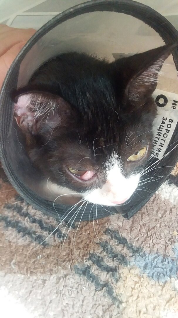 Чип на следующий день после операции