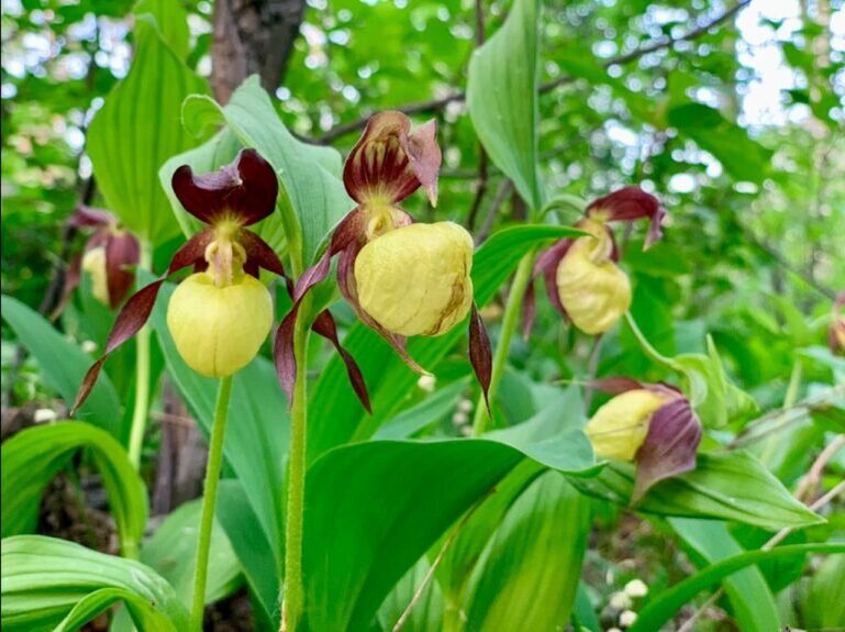    В 16-й день рождения в национальном парке «Бузулукский бор» расцвели орхидеи Белов Михаил Александрович