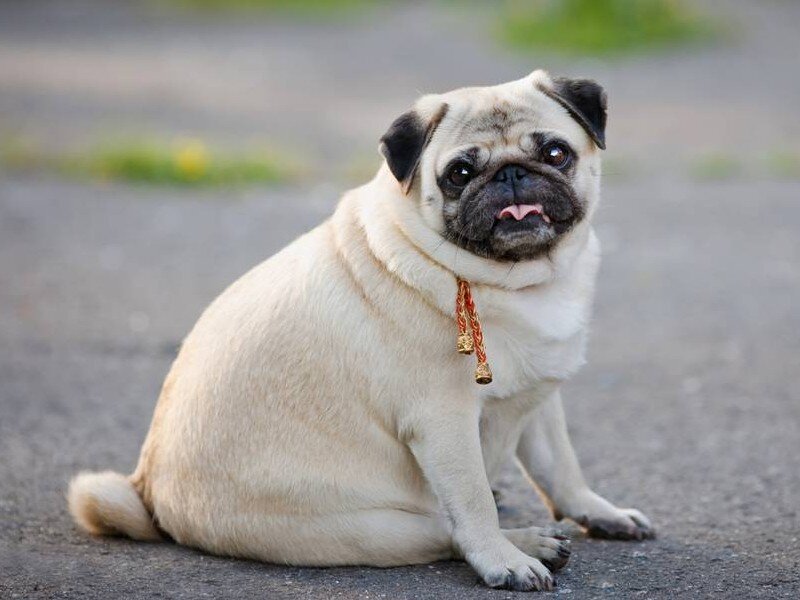    В России разработали нейросеть для поиска пропавших животных