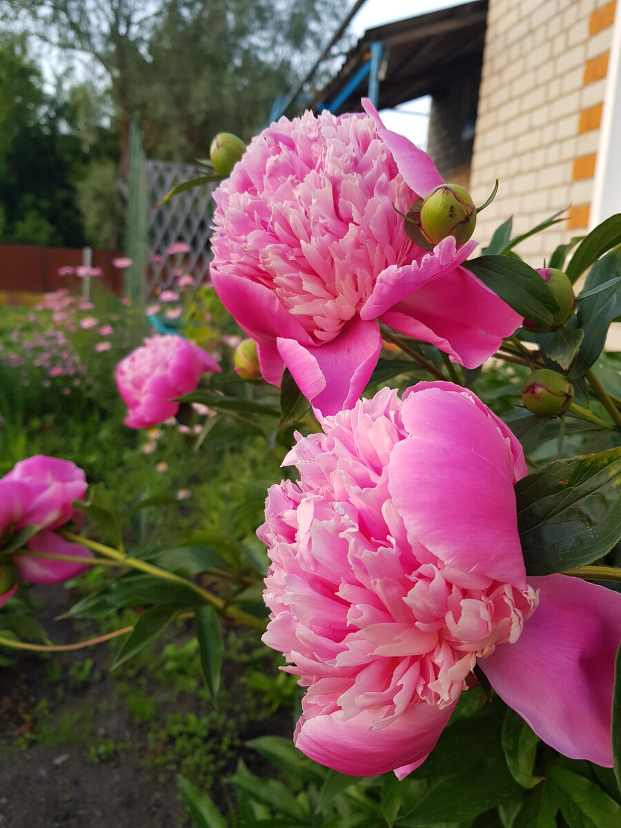 Фото автора, пионы в цвету 