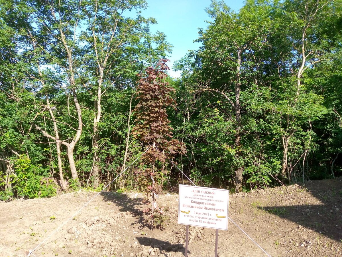 Красный клен, высаженный губернатором