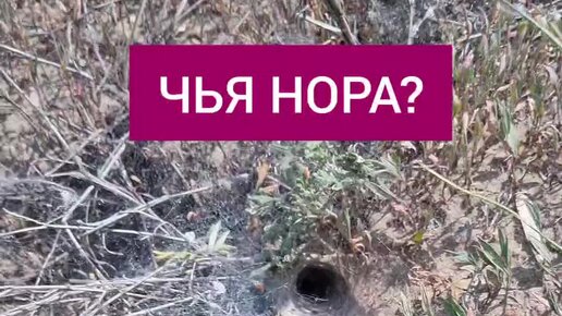 Природа и не только | Чья это нора? | Дзен